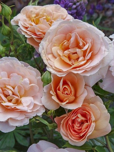 Rosier moderne 'Patio Rose Impala'
