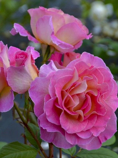 Rosier moderne 'Pink Paradise '