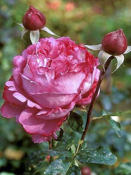 Rosier moderne 'Yves Piaget'