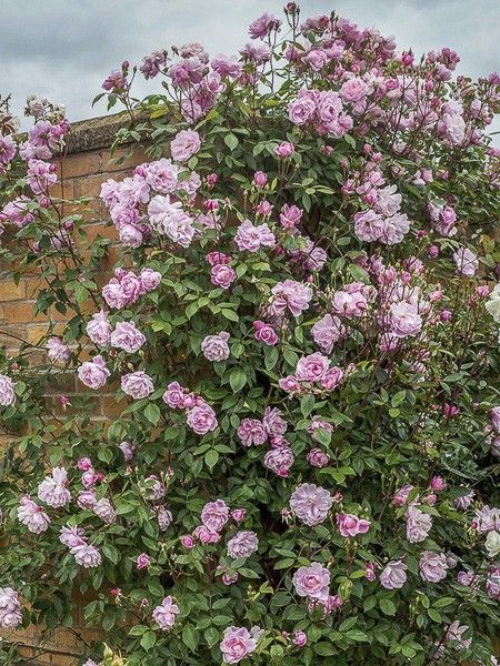 Rosier 'Mortimer Sackler'