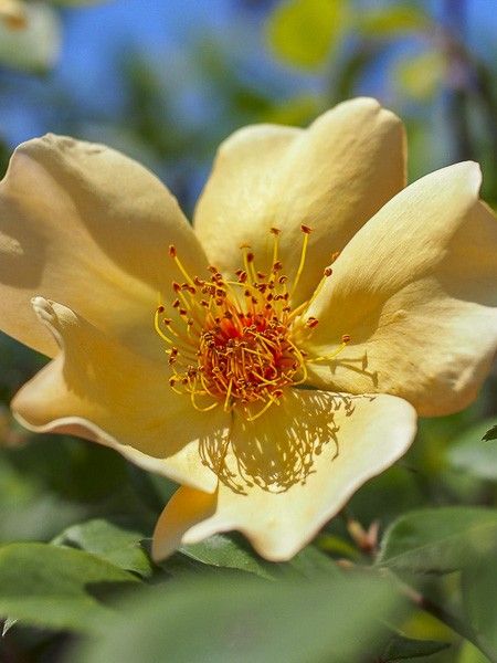 Rosier 'Mrs Oakley Fisher '