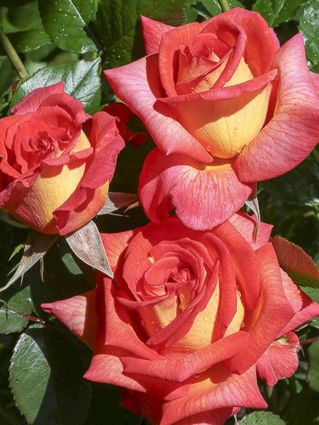 Rosier 'Parfum de Grasse '