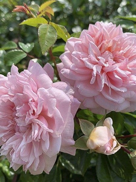 Rosier 'Paul Transon'