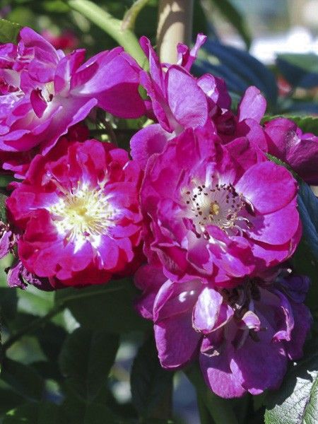 Rosier 'Perennial Blue'