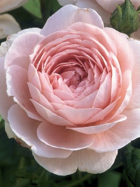 Rosier 'Queen of Sweden'