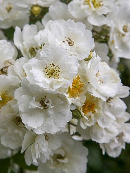 Rosier 'Rambling Rector'