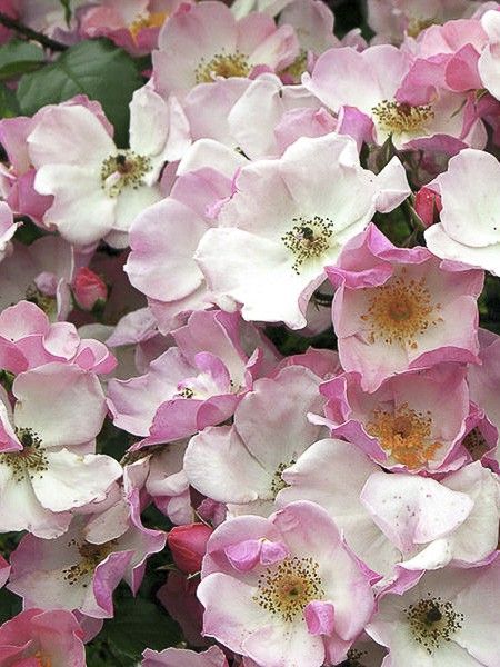 Rosier 'Rosy Cushion'