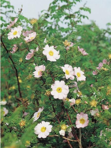 Rosier roxburghii