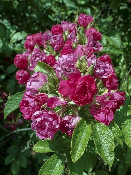 Rosier rugueux 'FJ Grootendorst'