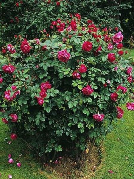 Rosier rugueux 'Parfum de l'Hay'