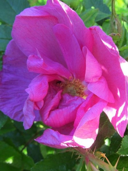 Rosier rugueux 'Pink Roadrunner'