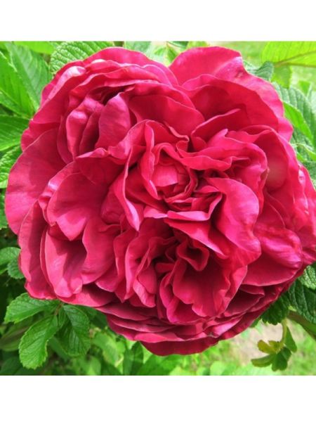 Rosier rugueux 'Purple Roadrunner'