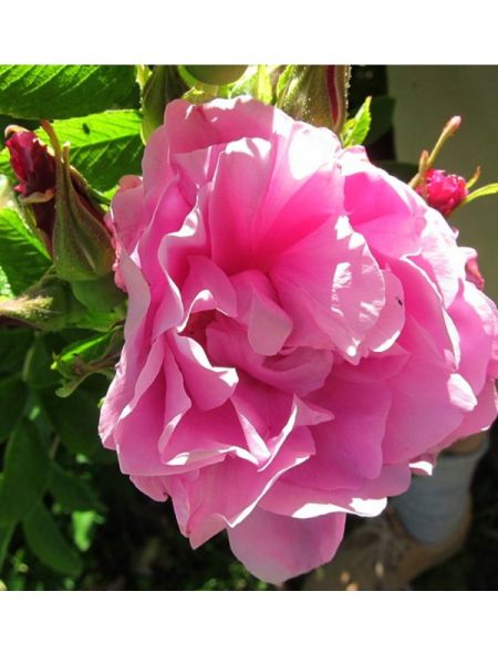 Rosier rugueux 'Romantic Roadrunner'