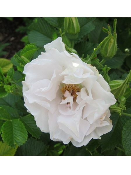 Rosier rugueux 'White Roadrunner'