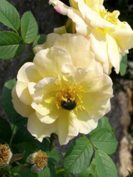 Rosier rugueux 'Yellow Dagmar Hastrup'