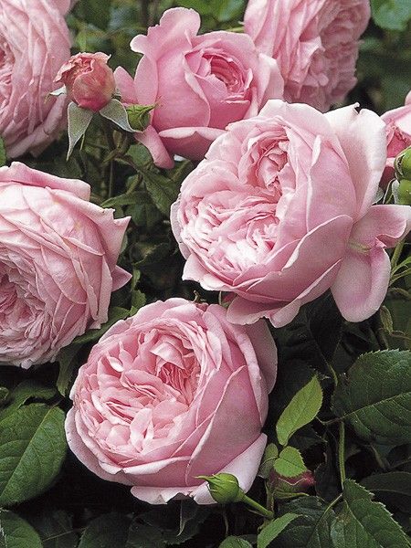 Rosier 'Spirit of Freedom'