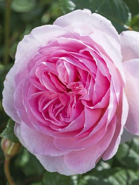 Rosier 'The Ancient Mariner'