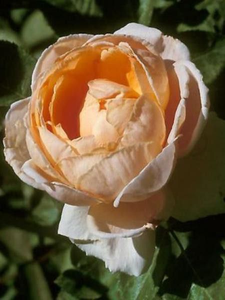 Rosier Thé moderne 'Abbaye de Cluny'