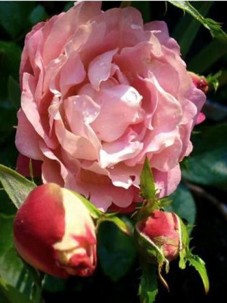 Rosier Thé moderne 'Acropolis'