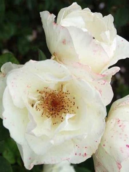 Rosier Thé moderne 'Alliance'