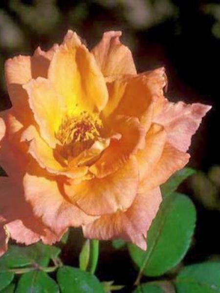 Rosier Thé moderne 'Ambassador'