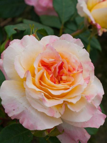 Rosier Thé moderne 'Aquarelle'®