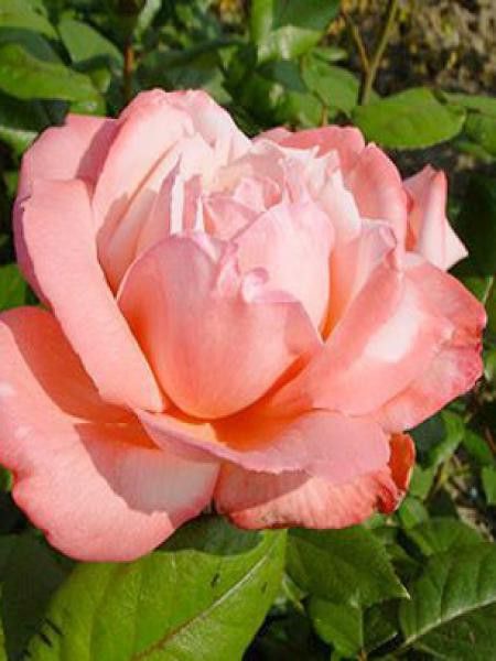 Rosier Thé moderne 'Arioso'