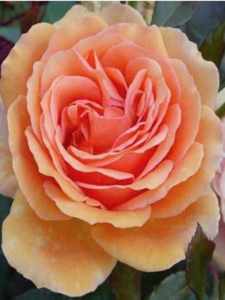 Rosier Thé moderne 'Ashram'®