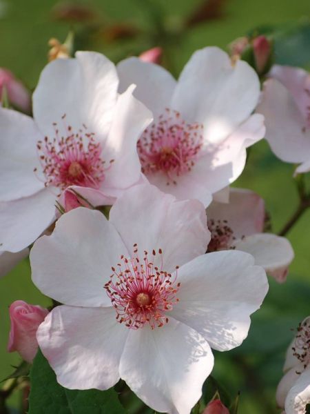 Rosier Thé moderne 'Astronomia'