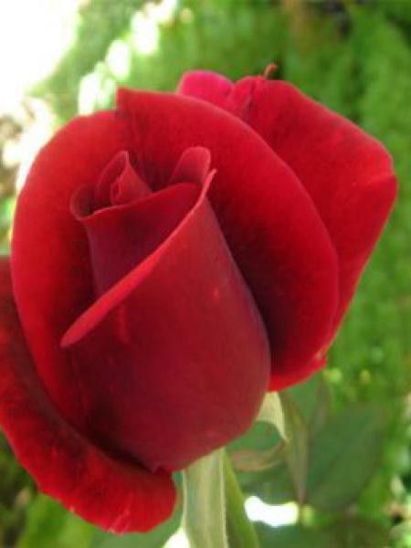 Rosier Thé moderne 'Barkarole'