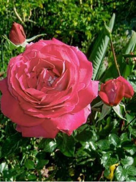 Rosier Thé moderne 'Baronne Edmond de Rothschild'