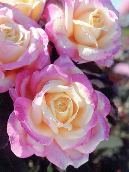 Rosier Thé moderne 'Bella'roma'®