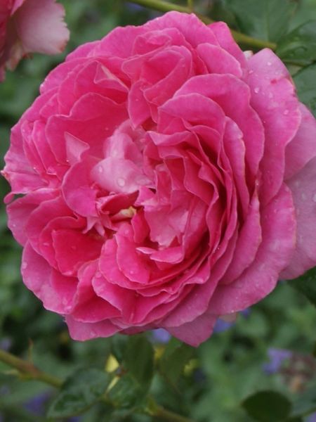 Rosier Thé moderne 'Bernadette Lafont®'