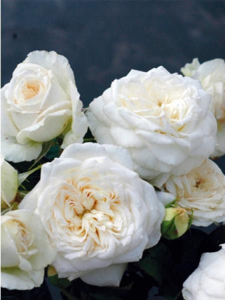 Rosier Thé moderne 'Blanche de Castille®'
