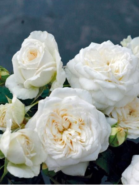 Rosier Thé moderne 'Blanche de Castille'