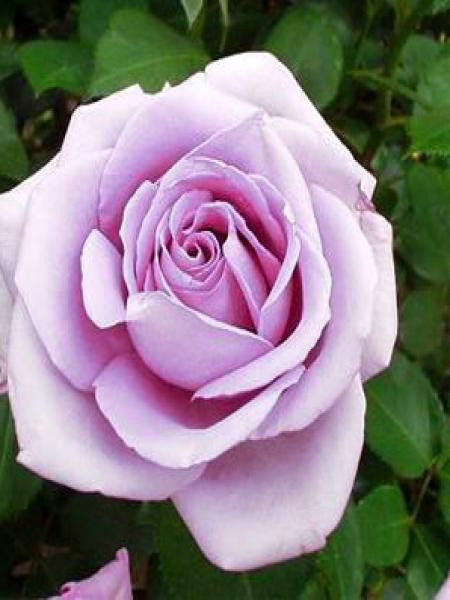 Rosier Thé moderne 'Blue Moon'