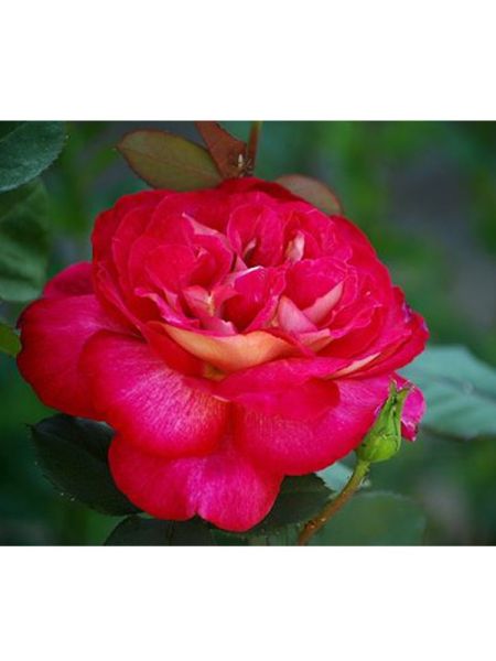 Rosier Thé moderne 'Bolchoï'