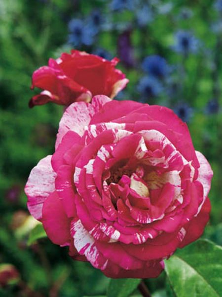 Rosier Thé moderne 'Brocéliande®'