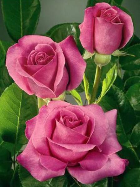 Rosier Thé moderne 'Caprice de Meilland'