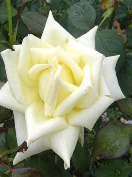 Rosier Thé moderne 'Caroline de monaco'
