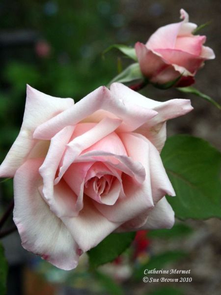 Rosier Thé moderne 'Catherine Mermet'