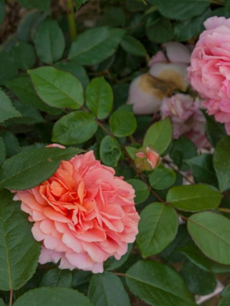 Rosier Thé moderne 'Chippendale'®