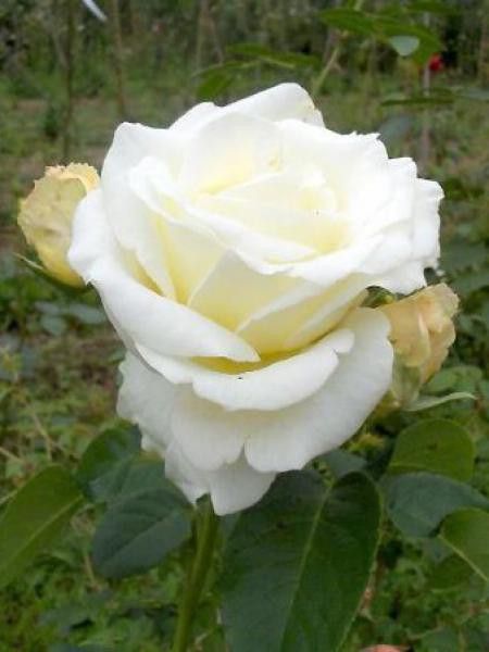 Rosier Thé moderne 'Chopin'