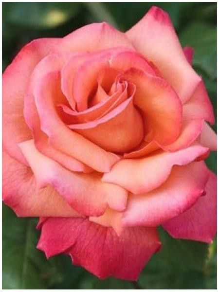 Rosier Thé moderne 'Christophe Colomb'