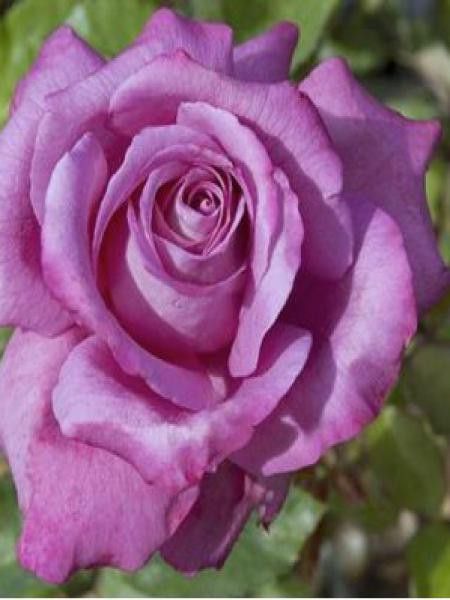 Rosier Thé moderne 'Claude Brasseur'®