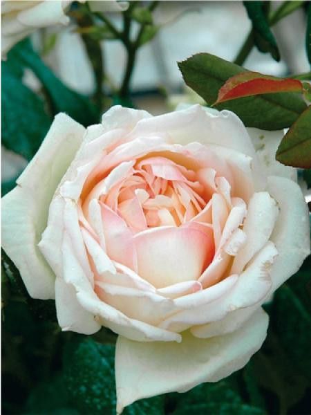 Rosier Thé moderne 'Comtesse de Cassagne'
