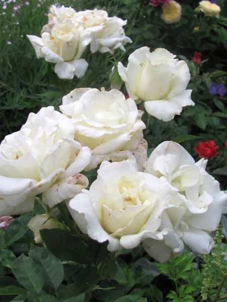 Rosier Thé moderne 'Corinna Schumacher'®