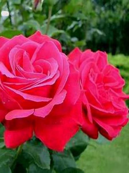 Rosier Thé moderne 'Dame de Cœur'