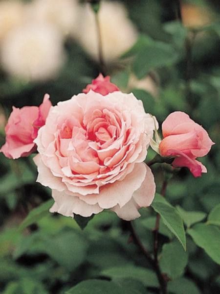 Rosier Thé moderne 'Davidoff'®