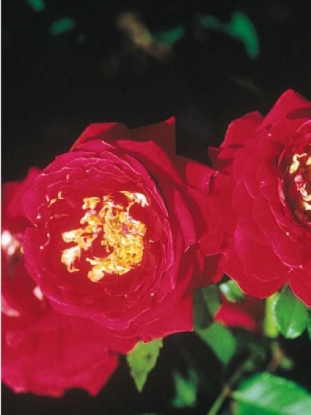 Rosier Thé moderne 'Désirée Clary'®